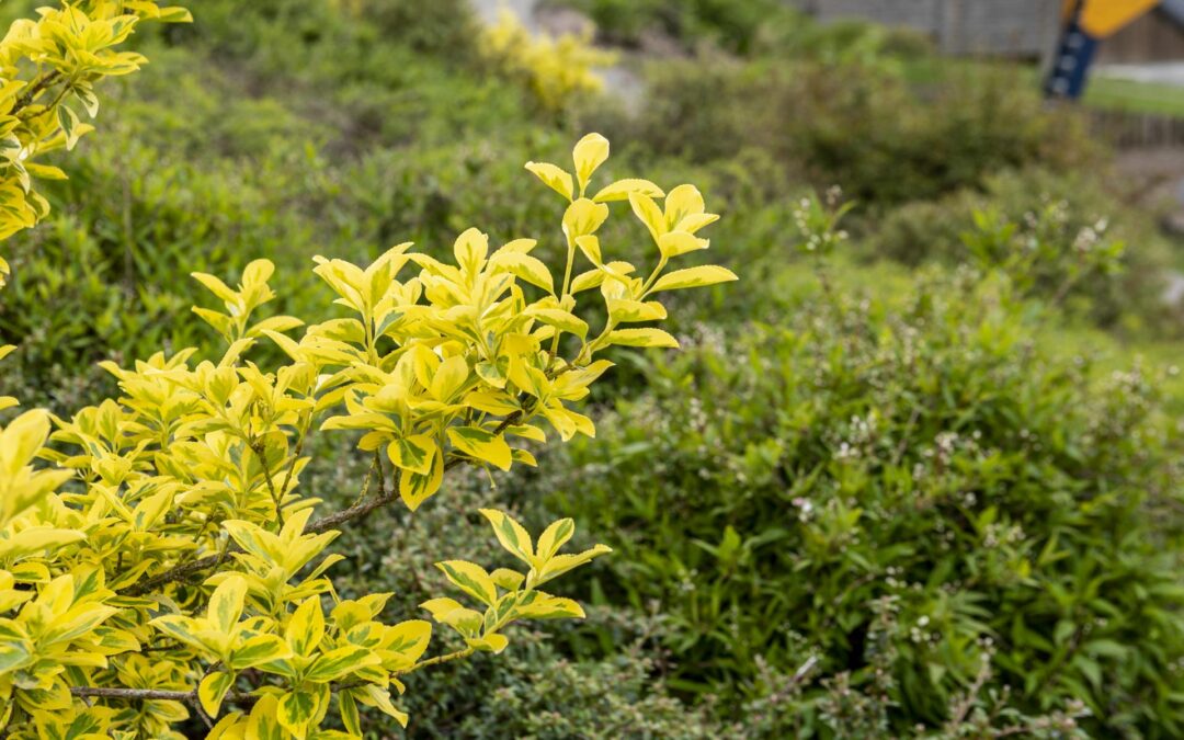 Création de massif à Besançon : des massifs fleuris pour sublimer un jardin